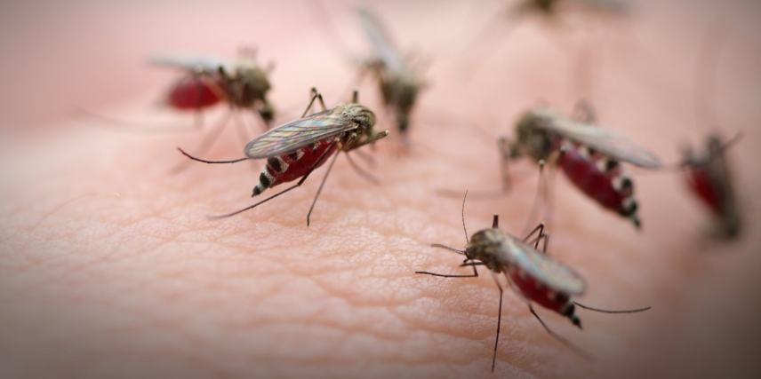 Συνεχίζονται οι ψεκασμοί για τα κουνούπια