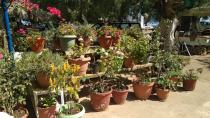 Ενας μικρός παράδεισος σε ένα αγαπημένο στέκι του Νότου... (φωτο)
