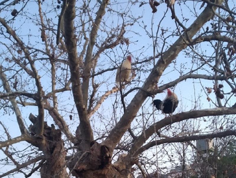 Μεσαρά: Ο κορωνοϊός και οι... κόκκορες πάνω στα δέντρα (φωτο)