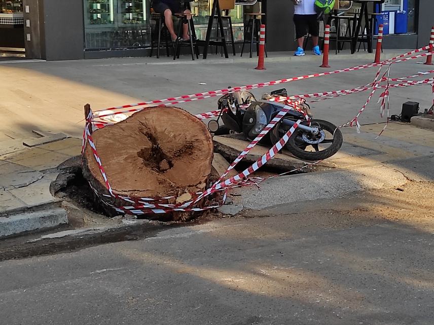 Κρήτη: Σοκάρουν οι μαρτυρίες για τον 51χρονο που καταπλακώθηκε από δέντρο -«Του έσπασε το κράνος»