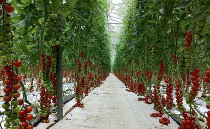 Σαπίζουν 2.400 τόνοι προϊόντων στο Τυμπάκι