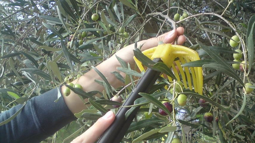 Ξεκινά η περίοδος συγκομιδής του ελαιόκαρπου