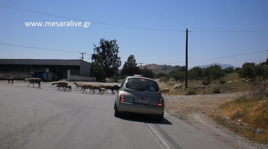 “Βοσκοτόπι”ο Κεντρικός επαρχιακός δρόμος Τυμπακίου - Μοιρών!!!