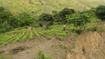 Περού: Καταστράφηκαν 250.000 στρέμματα καλλιέργειας κόκας