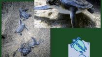 Αντικείμενο επιστημονικής μελέτης η φωλιά της πράσινης χελώνας στον κόλπο της Μεσαράς
