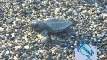 Βόλτα για να δείτε τις μικρές χελωνίτσες