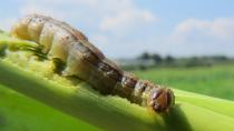 Spodoptera frugiperda: Ανησυχία από τη διασπορά του επιβλαβούς οργανισμού