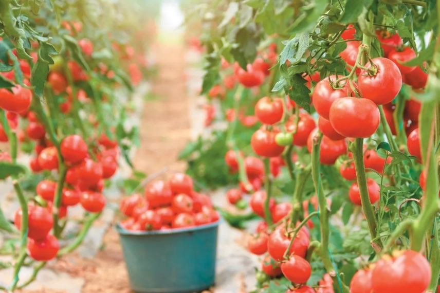 Σε ποια χώρα η τιμή της ντομάτας ξεπέρασε αυτή της… βενζίνης – Εκτόξευση» κατά 445%