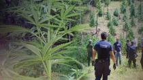 «Ορφανή» φυτεία βρήκαν οι αρχές στον Μυλοπόταμο