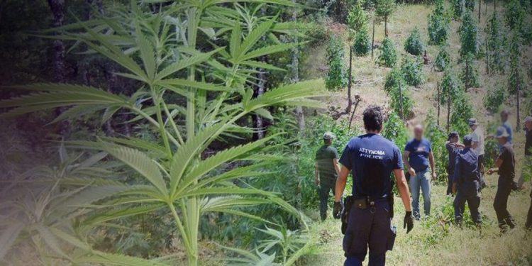 «Ορφανή» φυτεία βρήκαν οι αρχές στον Μυλοπόταμο