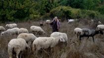 Στη Βουλή οι καταστροφές από ανεπιτήρητα αιγοπρόβατα στην Κρήτη