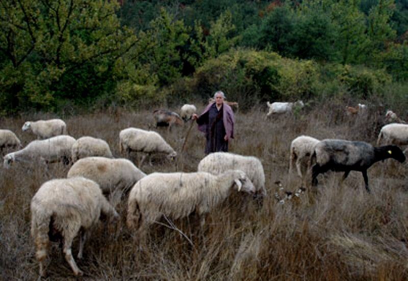 Οι ενισχύσεις «καίνε» τους κτηνοτρόφους της Κρήτης