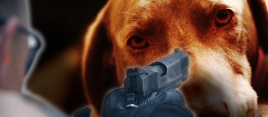 Μεσαρά:Πυροβόλησε αδέσποτο σκυλί,το σκότωσε και συνελήφθη