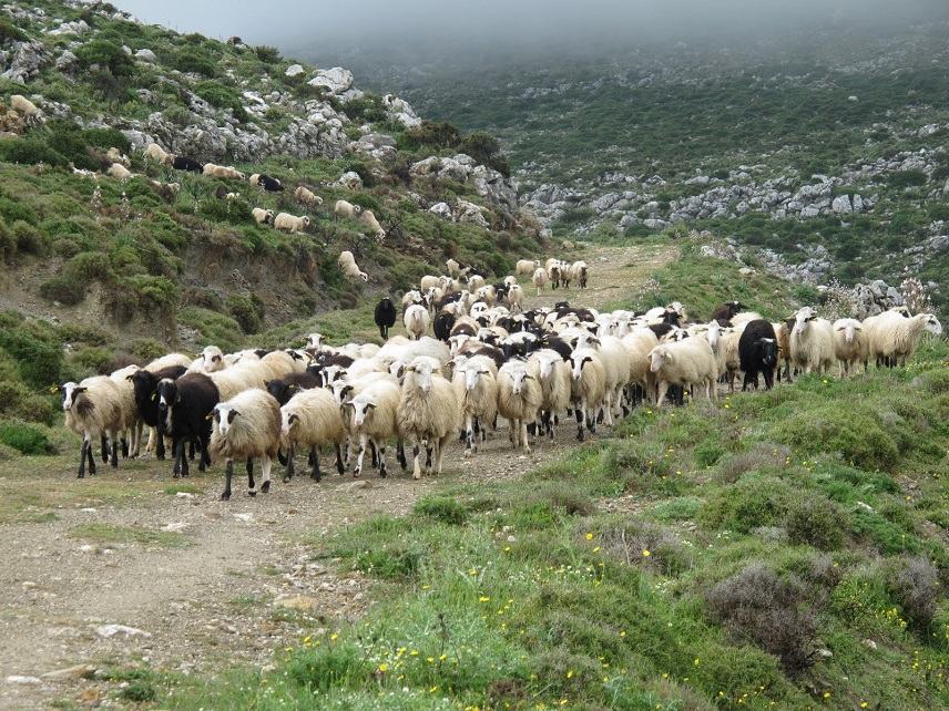 Στην ενιαία ζώνη προστασίας για τον καταρροϊκό πυρετό και ο Δήμος Φαιστού