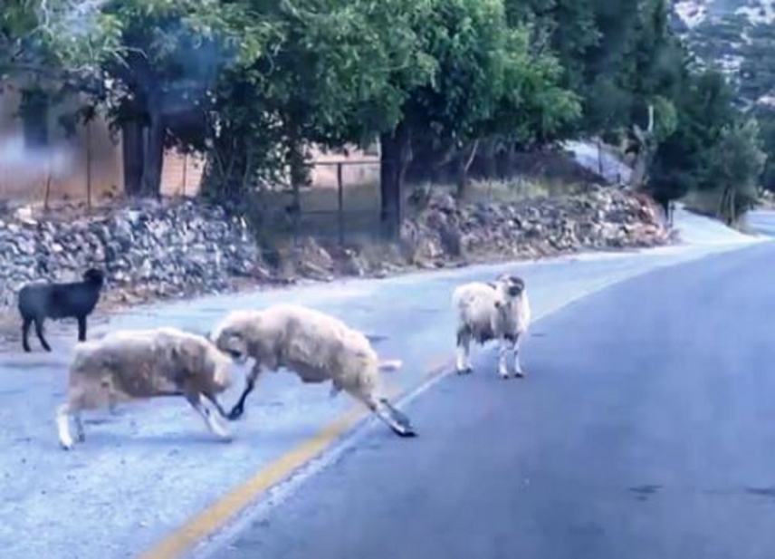 Viral: Κριάρια στα Σφακιά τσακώνονται στη μέση του δρόμου