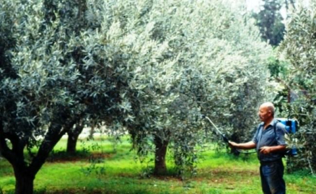 Προετοιμαζονται για τη νέα περίοδο μετά την επέλαση του δάκου