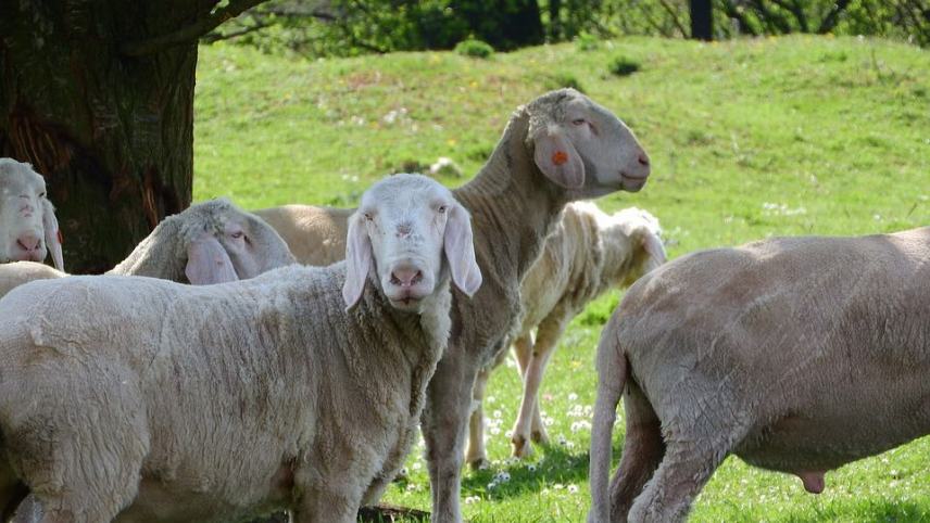 9,1 εκατομμύρια ευρώ στους κτηνοτρόφους της Κρήτης
