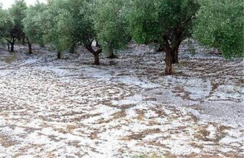 Εκτεταμένες καταστροφές καλλιεργειών