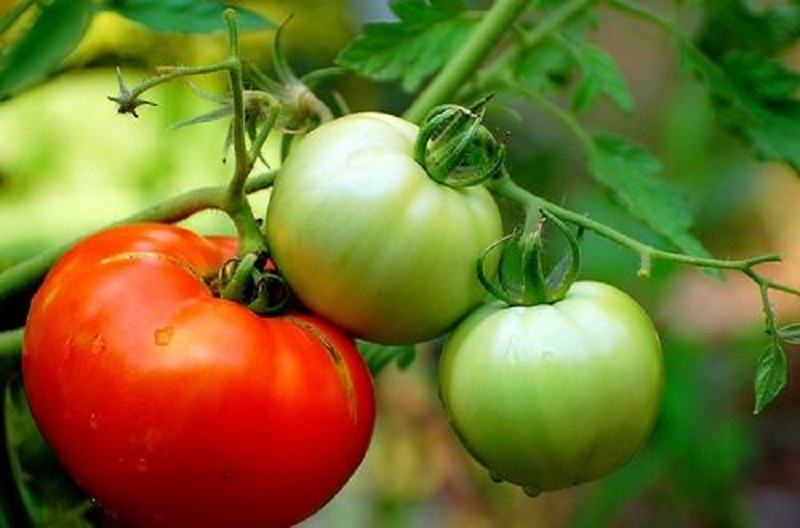 Η παραγωγή ντομάτας στην Κρήτη και η κατάσταση της αγοράς