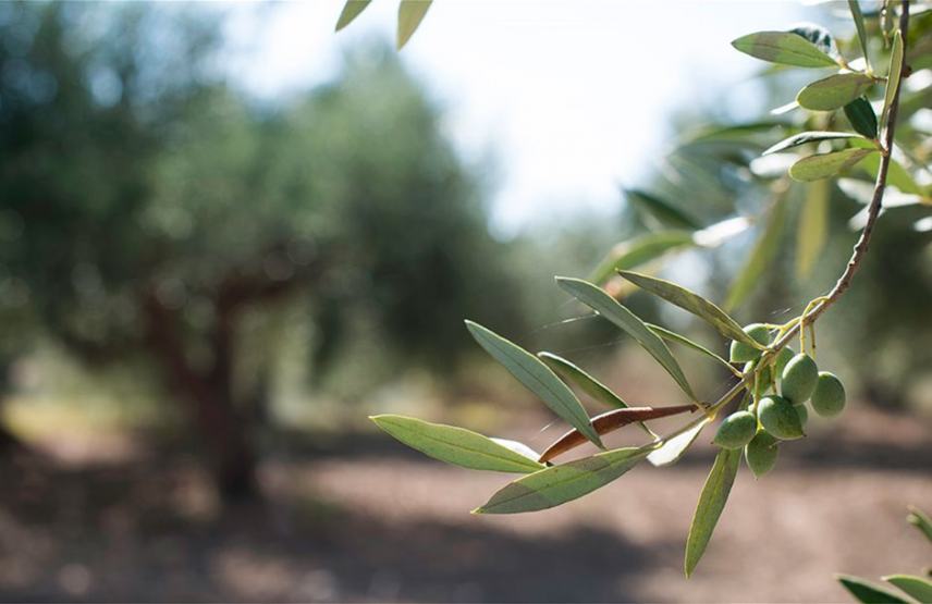 Μια ενημερωτική εκδήλωση για την ελιά