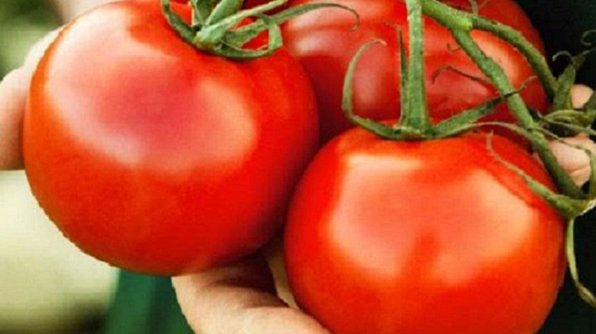 Ορφανουδάκης: Καταγγελλει την εισαγωγή  τόνων αλβανικής ντομάτας