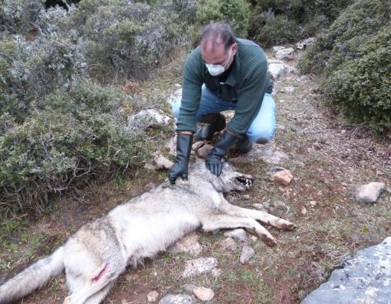 Φυλάκιση οκτώ μηνών σε κυνηγούς που δηλητηρίασαν επτά ποιμενικούς σκύλους