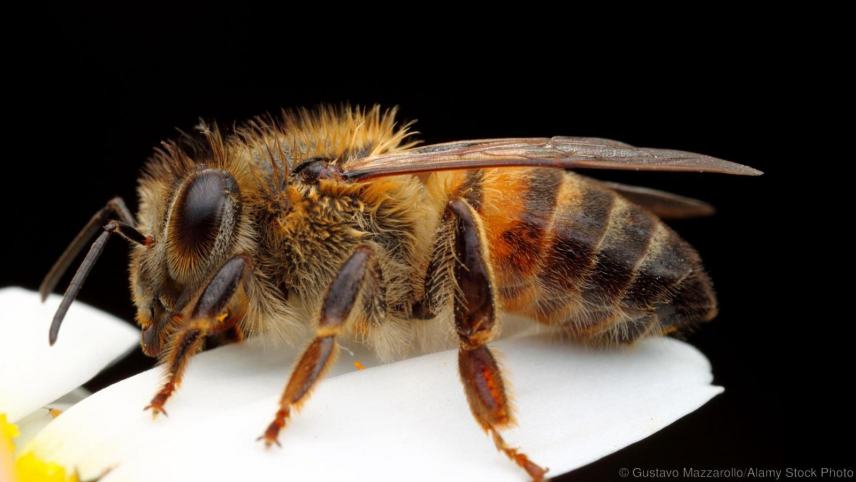 Μεσαρά: Περιπέτεια για 10χρονη λόγω τσιμπήματος από μελισσα!