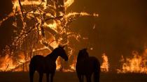 1,25 δις ζώα έχουν απανθρακωθεί στις πυρκαγιές