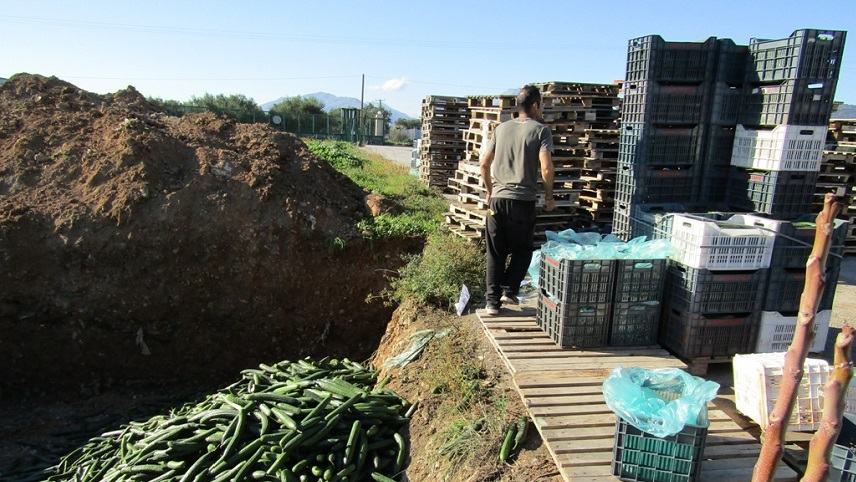 Η ανακοίνωση του Α.Σ Τυμπακίου για την καταστροφή των  40 τόνων αγγουριών