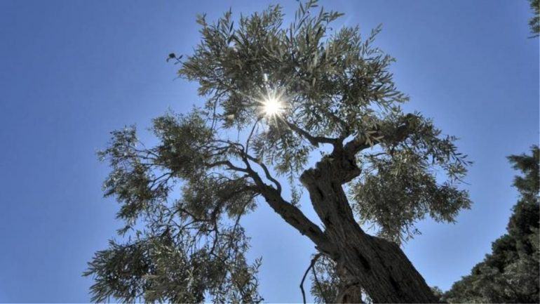 Κρήτη: Ο καιρός σήμερα – Έρχεται νέο κύμα ζέστης και αφρικανικής σκόνης