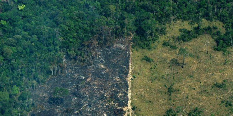 Ξεπέρασε τα 10.000 τετ χλμ η επιφάνεια του τροπικού δάσους του Αμαζονίου που αποψιλώθηκε