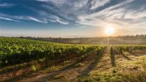 Μικροί οινοπαραγωγοί: Τι ισχύει με τον ΕΦΚ στο κρασί