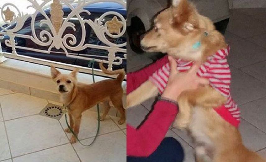 Βρέθηκε το μικρό σκυλάκι που είχε χαθεί χθες στις Μοίρες