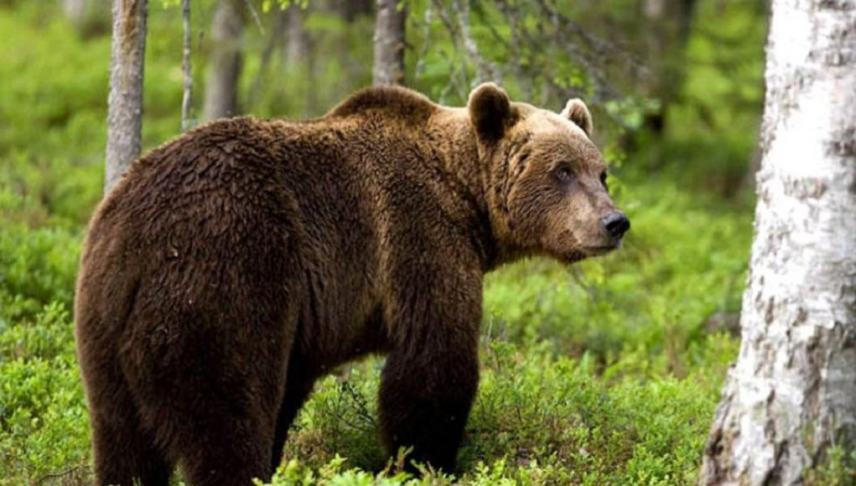 Αρκούδα ανοίγει πόρτα ΙΧ και κλέβει σνακ (βιντεο)