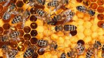 Τριήμερη εκπαίδευση μελισσοκόμων στο πρότυπο γεωργικό σχολείο