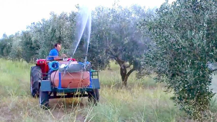 Ξεκίνησε η δακοκτονία. Πλήρης έλλειψη προσφορών για περιοχές της Μεσαράς