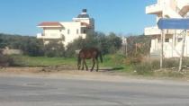 Το άλογο κάνει βόλτες έτοιμο να προκαλέσει... ατύχημα