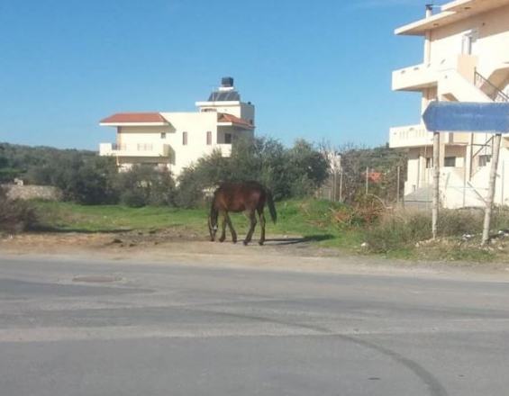 Το άλογο κάνει βόλτες έτοιμο να προκαλέσει... ατύχημα