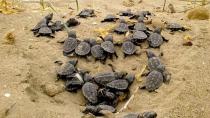 Βγήκαν τα πρώτα χελωνάκια στις παραλίες της Κρήτης