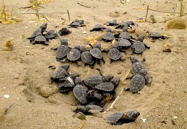 Βγήκαν τα πρώτα χελωνάκια στις παραλίες της Κρήτης