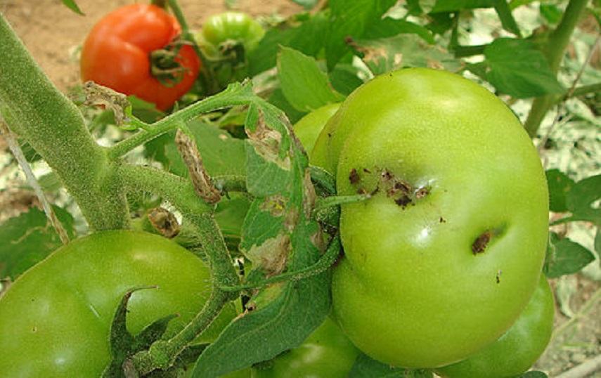 Κρήτη: “Θερίζει” τις ντομάτες στα θερμοκήπια η Tuta