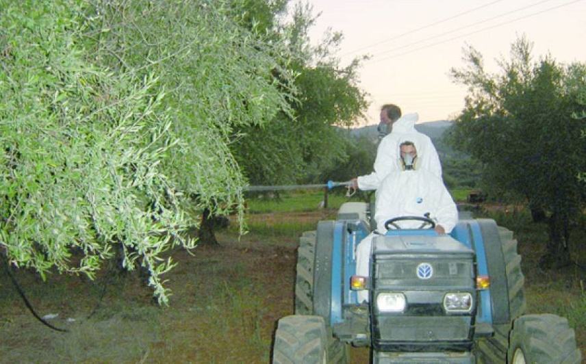 Ξεκινούν οι ψεκασμοί για τη δακοκτονία σε περιοχές του Τυμπακίου