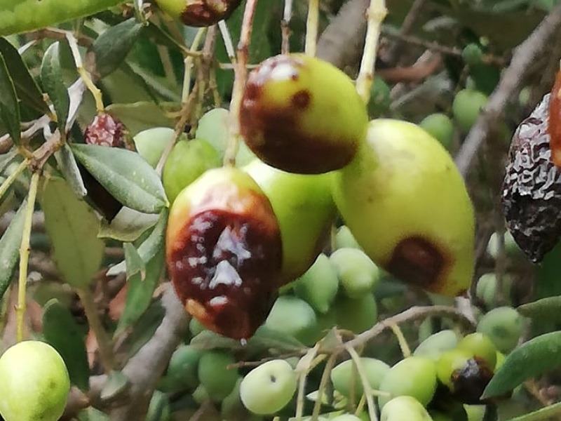 Ενημέρωση για τα προβλήματα της ελαιοκαλλιέργειας