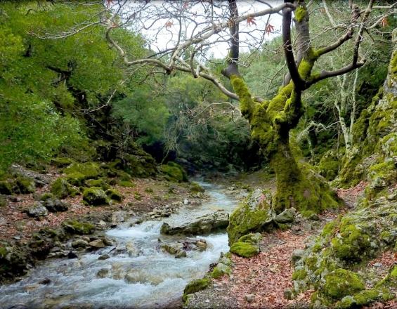 Εκδρομή σε ένα μαγευτικό δάσος