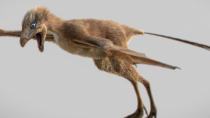 Ανακαλύφθηκε μικροσκοπικός δεινόσαυρος με φτερά νυχτερίδας