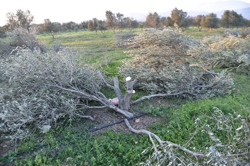 Του έκοψαν 25 ελαιόδεντρα για μια…. παρατήρηση