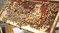 Τραγωδία: Μέλισσες απελευθερώθηκαν εξαιτίας τροχαίου