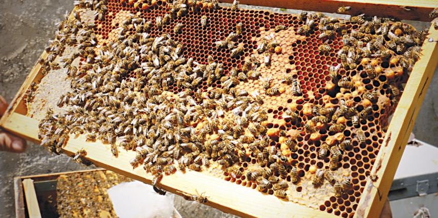 Τραγωδία: Μέλισσες απελευθερώθηκαν εξαιτίας τροχαίου