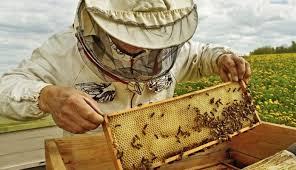 Σημαντική εκδήλωση: Εκπαιδεύοντας τους μελισσοκόμους