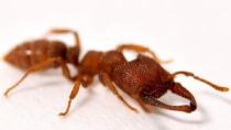 Το μυρμήγκι «Δράκουλας» είναι το πιο γρήγορο στο ζωικό βασίλειο! [pics, video]